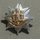 The Royal Anglian Regiment Collar Badges