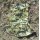 Tent Bag / Hood in Amoeba-Camouflage used, with minor Repairs, blue