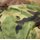 Feldmütze, Cap Camouflage Pattern, DPM