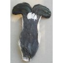 Scottish Regiments Black Cock Feathers