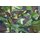Cover, Body Armor, Woodland DPM, Type3